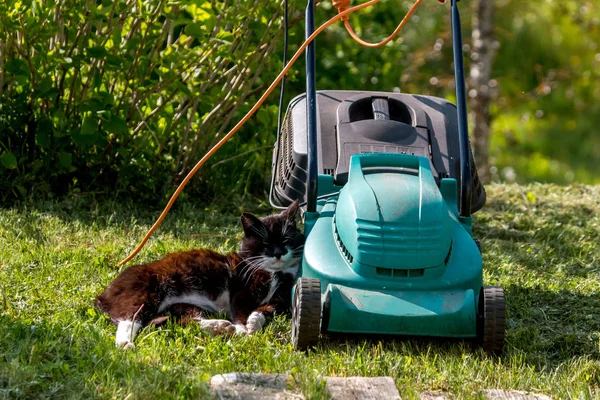 Outdoor shot of green lawnmower and cat. Electric lawn mower in green grass. Cat sleeping near electric lawnmower on top of the grass in the garden.