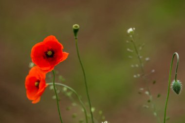 Yeşil çimlerin üzerinde açan kırmızı gelincik çiçekleri. Haşhaş çiçekli bahçe. Çayırdaki doğa çiçekleri. Çiçek açan kırmızı gelincik çiçekleri vahşi çayırlarda