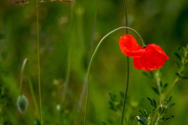 Yeşil çimlerin üzerinde açan kırmızı gelincik çiçekleri. Haşhaş çiçekli bahçe. Çayırdaki doğa çiçekleri. Çiçek açan kırmızı gelincik çiçekleri vahşi çayırlarda
