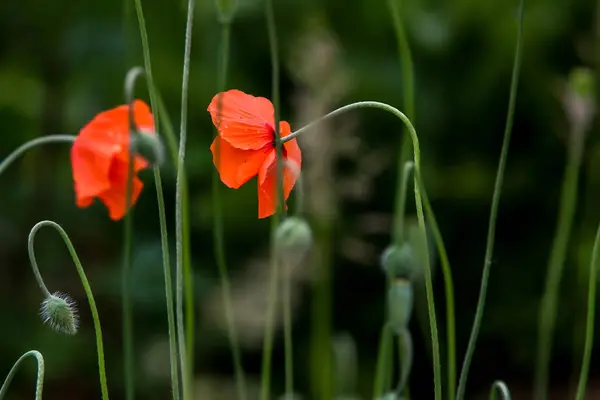 緑の草に赤いポピーの花を咲かせます ケシの花の庭 草原の自然フィールドの花 夏に赤いケシの花を咲かせる野生の牧草地 — ストック写真