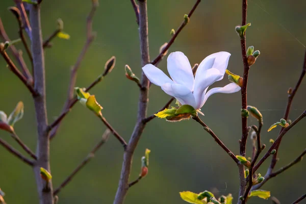 開花マグノリアブッシュ マグノリアの花を持つブッシュ 緑のフィールドに白い開花低木 ブッシュの閉鎖 夏の日 ラトビアでマグノリアの花を持つ開花低木 — ストック写真