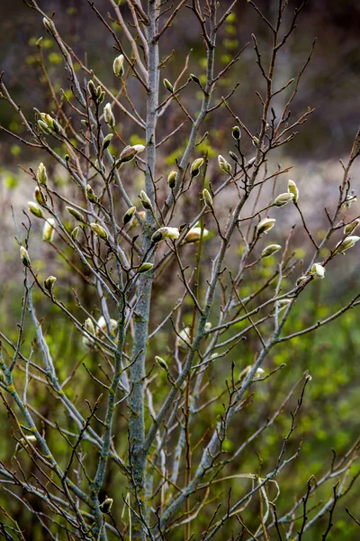 拉脱维亚春天的马格诺利亚灌木 有木兰花花的花丛 绿地上的白花灌木 拉脱维亚夏日开花的木兰花灌木 — 图库照片