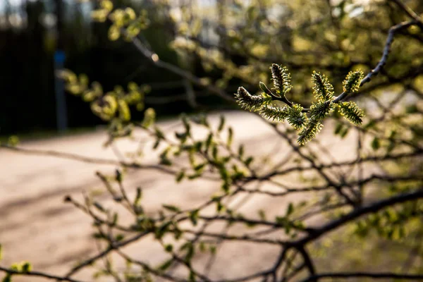 Primavera Naturaleza Fondo Con Ramas Sauce Coño Paisaje Rural Letonia — Foto de Stock