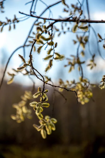 Primavera Naturaleza Fondo Con Ramas Sauce Coño Paisaje Rural Letonia — Foto de Stock