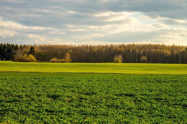 Groen Veld Met Granen Bos Rug Tegen Een Blauwe Lucht — Stockfoto