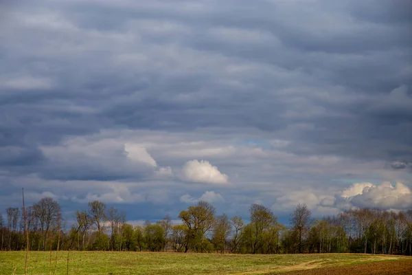 Campo Verde Con Cereali Alberi Sul Retro Contro Cielo Blu — Foto Stock