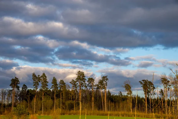 Campo Verde Com Cereais Pinheiros Parte Trás Contra Céu Azul — Fotografia de Stock