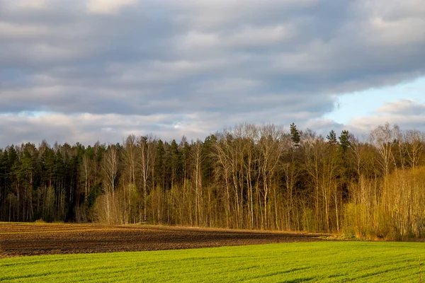 Campo Verde Con Cereali Foresta Sul Retro Contro Cielo Blu — Foto Stock