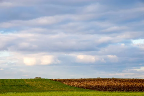 青い空に対して穀物と畑 トウモロコシ畑と曇りの青い空と春の風景 ラトビアの古典的な田園風景 — ストック写真