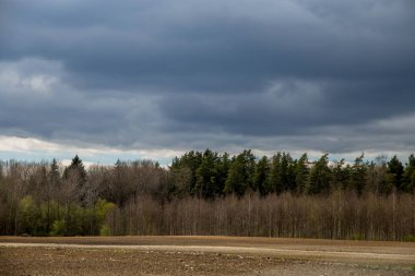 Sırtındaki tarla ve ormanı mavi gökyüzüne karşı sürdüm. Mısır tarlası, ahşap ve bulutlu mavi gökyüzü olan bahar manzarası. Letonya 'da klasik kırsal alan.