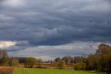 Arkasında ağaçlar ve mısır gevreği olan pullu tarlalar, mavi gökyüzüne karşı. Mısır tarlası, ahşap ve bulutlu mavi gökyüzü olan bahar manzarası. Letonya 'da klasik kırsal alan.