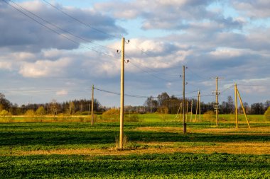 Arkasında mavi gökyüzü olan elektrik direkleri ve ağaçları olan yeşil alan. Mısır tarlası, ahşap ve bulutlu mavi gökyüzü olan bahar manzarası. Letonya 'da klasik kırsal alan.
