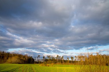 Mavi bulutlu gökyüzüne karşı, arkasında ağaçlar ve tahıllar olan yeşil bir tarla. Mısır tarlası, ahşap ve bulutlu mavi gökyüzü olan bahar manzarası. Letonya 'da klasik kırsal alan.