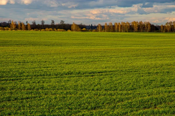 Groen Veld Met Granen Bos Rug Tegen Een Blauwe Lucht — Stockfoto