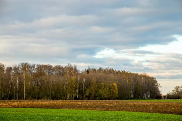 Campo Verde Con Cereali Alberi Sul Retro Contro Cielo Blu — Foto Stock