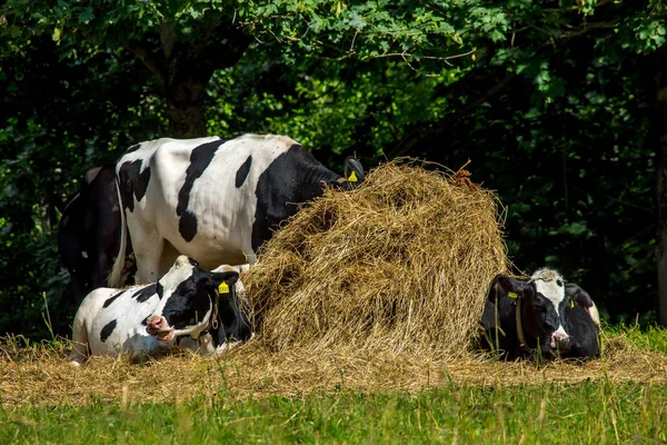 Kühe Ruhen Einem Heuhaufen Milchkuhweide Auf Einer Grünen Weide Lettland — Stockfoto