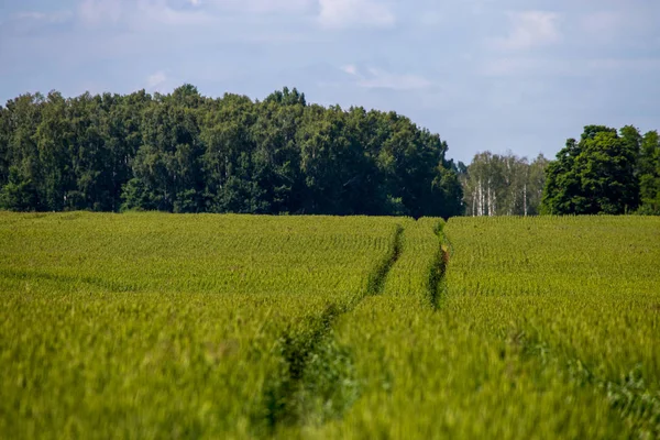 Dirt Road Path Cereal Field Landscape Spring Tractor Tire Tracks — Stock Photo, Image