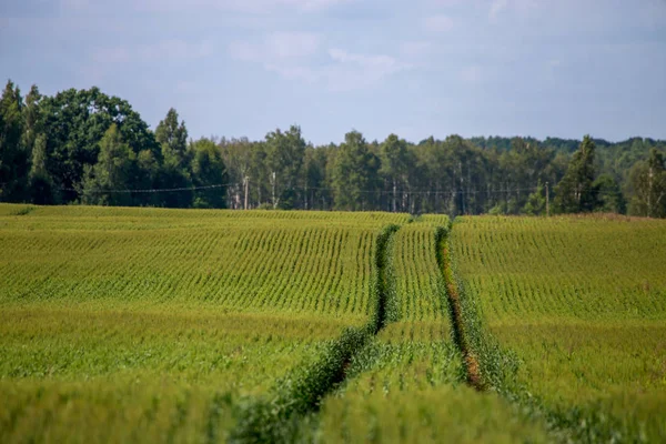 Chemin Terre Dans Les Champs Céréales Printemps Tracteur Traces Pneus — Photo