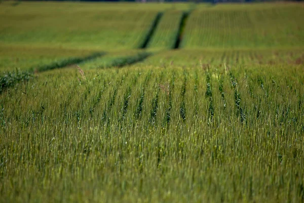 Vuil Weg Pad Graan Veld Landschap Het Voorjaar Tractorbandensporen Het — Stockfoto