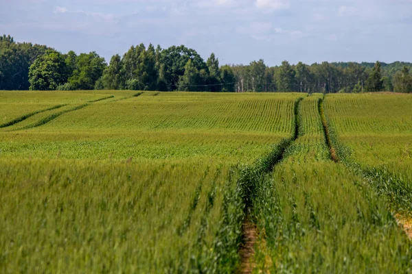 Chemin Terre Dans Les Champs Céréales Printemps Tracteur Traces Pneus — Photo