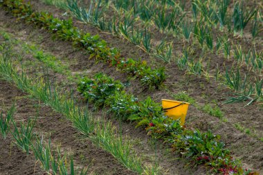 Rural view with yellow bucket on the treated field. Yellow bucket in furrow. Beet and onion furrows in Latvia. clipart
