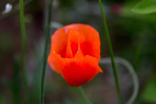 緑の草に赤いポピーの花を咲かせます ケシの花の庭 草原の自然フィールドの花 夏に赤いケシの花を咲かせる野生の牧草地 — ストック写真