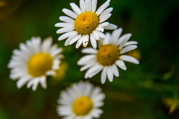 White wild blooming flower. Daisy flowers on a green grass background. Meadow with wild daisy flowers. Nature daisies in spring and summer in meadow.
