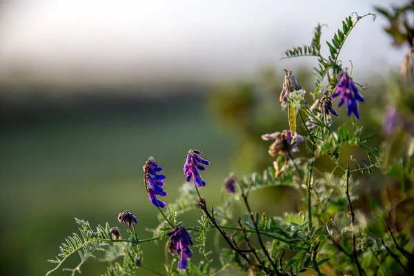 ピンクの野生の花 緑の芝生の中で美しいピンクの田舎の花 春には牧草地に自然農村の花が咲く牧草地 — ストック写真