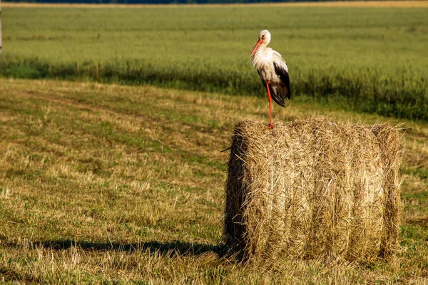 White stork on hay bale in Latvia. — Stock Photo, Image