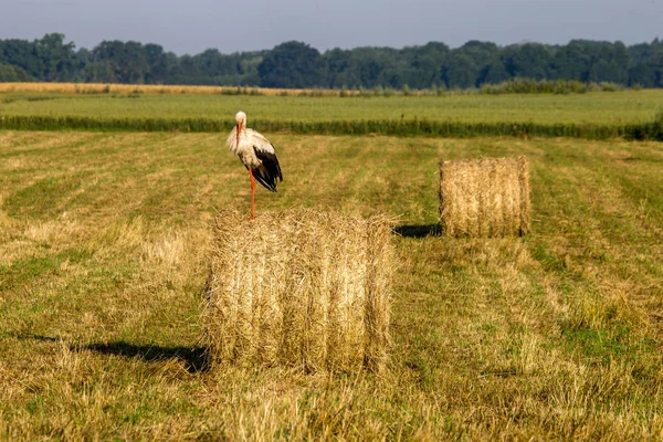 Fehér gólya, a hay bale-Lettország. — Stock Fotó