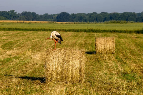 White stork on hay bale in Latvia. — Stock Photo, Image