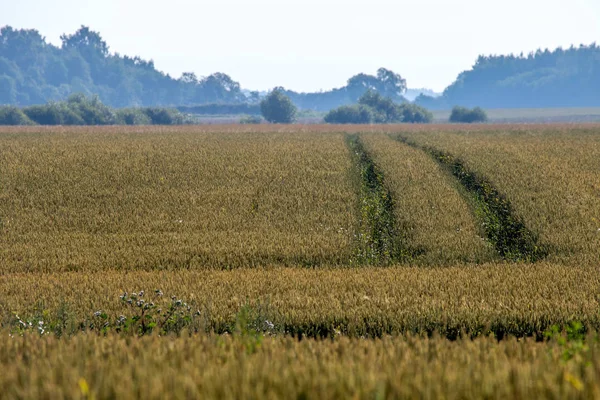 Chemin vers le champ de céréales — Photo