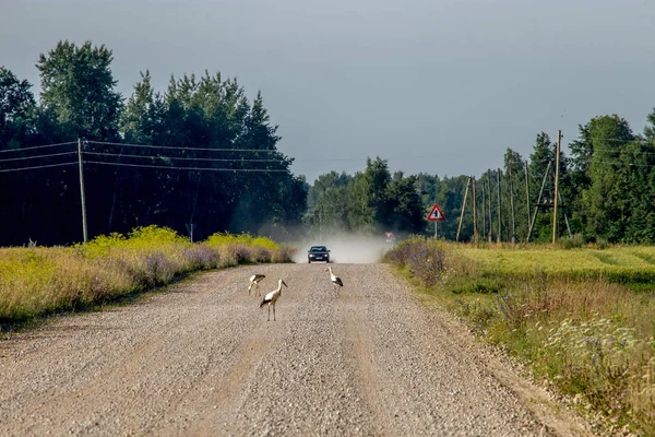 Landscape with rural road and storks. — Stock Photo, Image