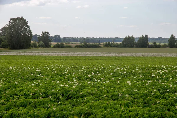 Campo verde com batatas floridas — Fotografia de Stock