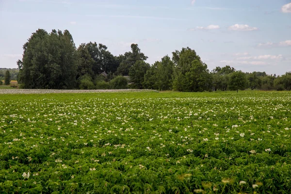 Campo verde con papas con flores —  Fotos de Stock
