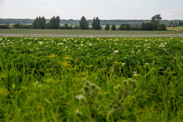 Campo verde con patate in fiore — Foto Stock