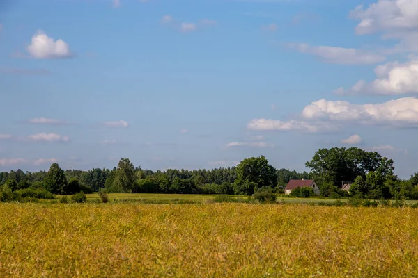 Paesaggio con campo di cereali, alberi e cielo blu — Foto Stock