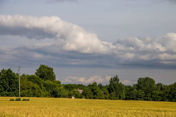 Paesaggio con campo di cereali, alberi e cielo azzurro nuvoloso — Foto Stock