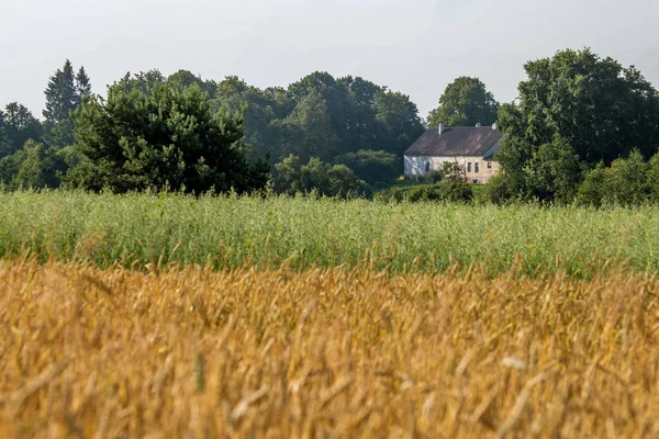 Dwa pola zbóż z country house. — Zdjęcie stockowe