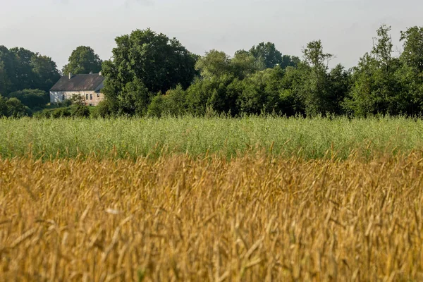 Dwa pola zbóż z country house. — Zdjęcie stockowe