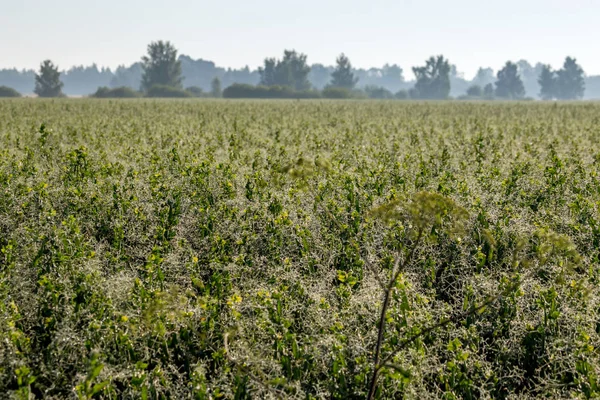 Mist on the field in summer season. — Stock Photo, Image