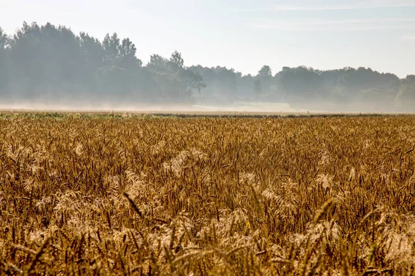 Mgła na polu zbóż w okresie letnim. — Zdjęcie stockowe