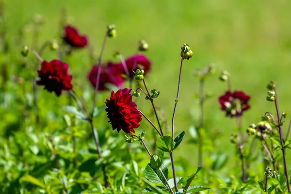 Dalia roja oscura en jardín verde . — Foto de Stock