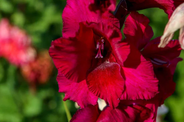 Background of dark red gladiolus in garden. — Stock Photo, Image