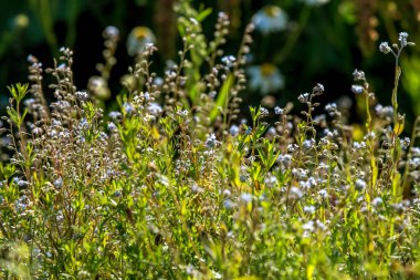 Yeşil alanda açık mavi kırsal çiçekler.