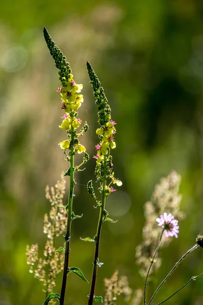 緑のフィールド上の野生の農村の花. — ストック写真