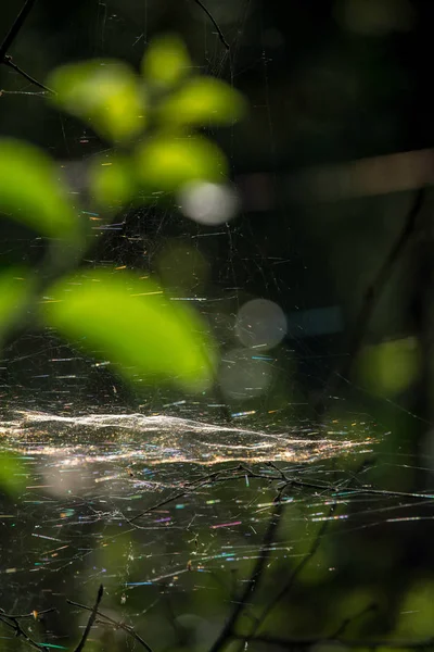 Dew drops on spider web in forest. — Stock Photo, Image
