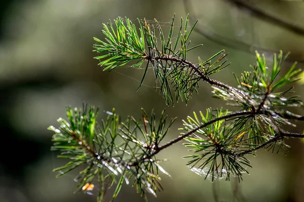 Spider web on the pine tree branch. — Stock Photo, Image