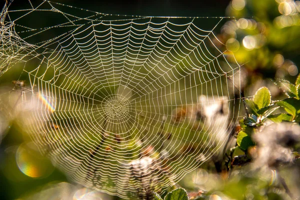 Dew drops on spider web in forest.