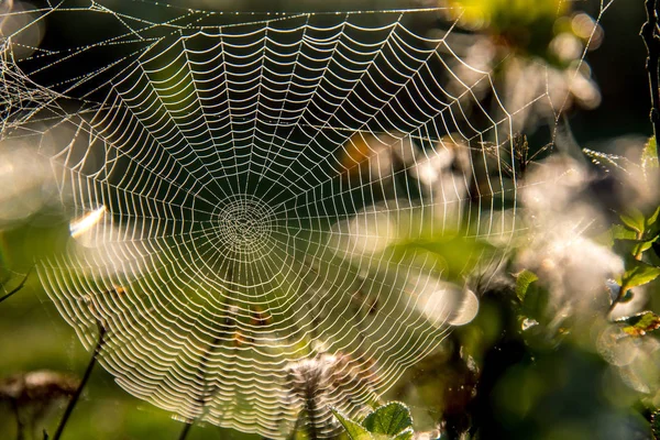 Tautropfen auf Spinnennetz im Wald. — Stockfoto